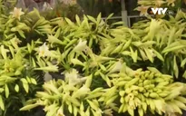 Hoa loa kèn - "Đặc sản" tháng Tư