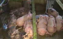 TP.HCM: 200 con lợn bơm nước ở Củ Chi đã bị tiêm thuốc an thần