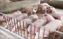 Giá lợn, gà tăng nhưng người chăn nuôi vẫn thấp thỏm
