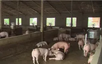 Tín dụng tăng nhanh, nhiều ngân hàng đổ vốn vào nông nghiệp nông thôn