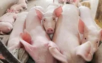 Giá lợn hơi tiếp tục giảm sâu