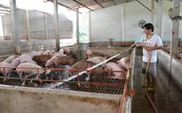 Người chăn nuôi xã Tân Lập xoay xở khi giá lợn xuống thấp