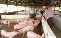 Giá lợn hơi rẻ hơn... rau, ai được hưởng lợi?
