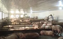 Ngân hàng hỗ trợ ngành chăn nuôi lợn