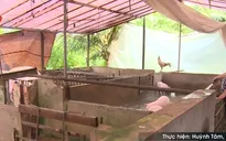 Cần Thơ: Chăn nuôi gây ô nhiễm, địa phương bất lực?