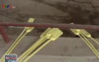 Vì sao người chăn nuôi không đeo vòng truy xuất cho lợn?