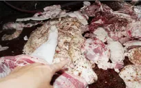 Bắt quả tang cơ sở giết mổ lợn bệnh ở Đồng Nai