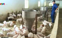 Giá lợn giống giảm còn 100.000 đồng/con