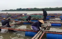 Tiền Giang: Gia cố các bè nuôi cá ứng phó bão Tembin
