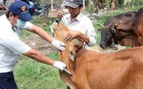 Hà Tĩnh khống chế dịch lở mồm long móng trên đàn trâu bò