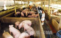Trung Quốc chưa đồng ý nhập khẩu thịt lợn của Việt Nam