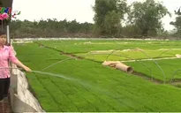 Nông dân chủ động xuống đồng đầu năm