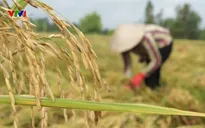 ĐBSCL: Giá lúa tăng, nông dân lãi ít