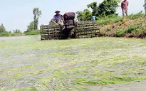 TT-Huế: Nhiều diện tích lúa thiệt hại do xâm nhập mặn