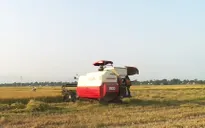 Nông dân Quảng Bình phấn khởi được mùa vụ lúa Đông Xuân