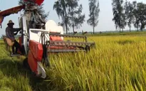 Lúa Hè Thu sớm lãi từ 15 - 17 triệu đồng/ha