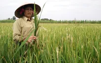 Dịch rầy nâu bùng phát trên lúa ở Quảng Trị