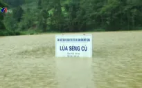 Mưa lớn ở Lào Cai: 30 ngôi nhà bị hư hỏng, lúa và hoa màu ngập úng