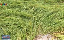 Vĩnh Long: Gần 1.000ha lúa đổ ngã do mưa lớn