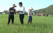 Nghệ An công bố dịch bệnh lùn sọc đen hại lúa