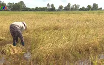 An Giang: Người dân thu hoạch lúa chạy lũ
