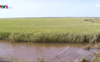 TT-Huế: Nhiều diện tích lúa Hè Thu bị mất trắng