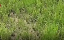 Bệnh lùn sọc đen trên lúa bùng phát ở Quảng Trị