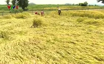 Phú Yên ổn định lương thực vùng đồng bào dân tộc thiểu số