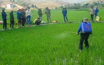 Bùng phát sâu bệnh trên cây lúa vụ mùa