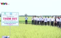 Miền Trung có thêm dòng sản phẩm gạo hữu cơ