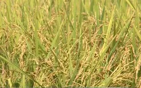 Giá lúa tăng nhờ xuất khẩu gạo thuận lợi