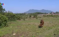 Trạm bơm không hoạt động, nhiều diện tích lúa bị bỏ hoang
