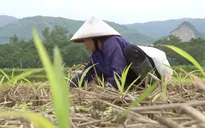 Hơn 1.000 ha cây vụ Đông ở Chương Mỹ, Hà Nội thiệt hại do mưa lũ