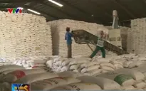 Tồn kho nhiều, doanh nghiệp gạo lao đao