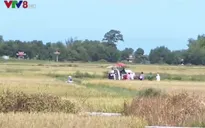 Nông dân Thừa Thiên Huế thu hoạch lúa Hè Thu tránh lũ