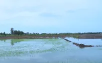 Mưa lớn kéo dài, hàng nghìn ha lúa Bạc Liêu ngập úng