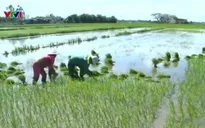 Nông dân Bến Tre bất chấp khuyến cáo vẫn trồng 3 vụ lúa