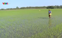 Sản xuất lúa Thu Đông gặp khó do mưa nhiều, lũ sớm