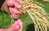 Hà Tĩnh: Thiệt hại gần 700 tỷ đồng do dịch bệnh lớn trên lúa