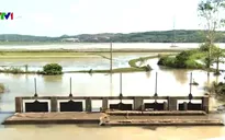 Hơn 300 ha lúa Nam Trung Bộ bị ngập úng do mưa lũ bất thường