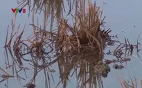 Nông dân Quảng Trị khẩn trương phòng bệnh lùn sọc đen trước vụ Đông Xuân