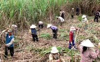 Không bán nổi 1kg, ngành mía đường chậm thay đổi để thích ứng