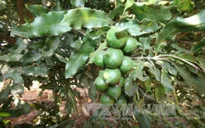 Các tỉnh Tây Nguyên thận trọng mở rộng diện tích cây mắc ca