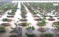 Vựa mai Tết miền Trung chìm trong lũ
