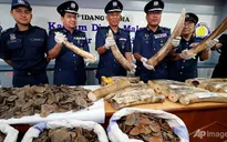 Malaysia thu giữ lượng lớn ngà voi, vảy tê tê