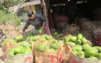 Tiền Giang: Người dân không bán được mãng cầu vì xe tải bị cấm qua phà