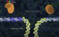 Sử dụng công nghệ biến đổi gen CRISPR để đổi màu hoa
