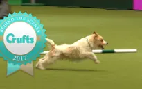 Màn trình diễn ấn tượng của chú chó Olly tại Crufts Dog Show