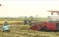 Đồng Tháp: Nguy cơ tai nạn từ việc chạy theo máy gặt lúa