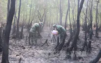 Vụ cháy hơn 36 ha rừng tràm: Do tàn thuốc lá